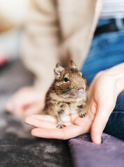 Young girl playing with small animal degu squirrel.