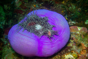 Lila Prachtanemone mit Clownfischen im Komodo Nationalpark © Andi K