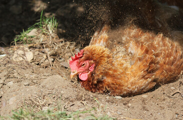 Chicken or hen lying down and having a dust bath to rid itself of mites and other insects.