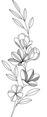 Beautiful graphic drawing Lily branch with leaves and buds of the flowers.