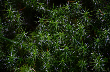 Rain drops in the forest