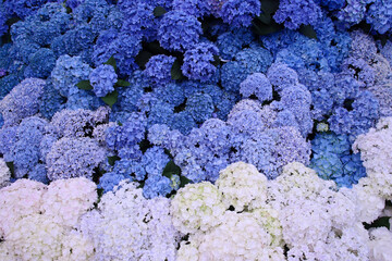 栃木市　とちぎ花センター　紫陽花コレクション