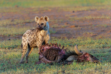 Spotted Hyena (Crocuta crocuta) eating from the carcass of a wildebeest in a Game Reserve in the Tuli Block in Botswana