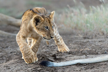 Lion cub hanging around in Mashatu Game Reserve in the Tuli Block in Botswana