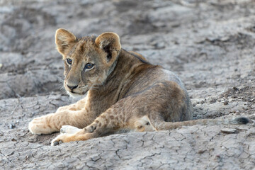Lion cub hanging around in Mashatu Game Reserve in the Tuli Block in Botswana
