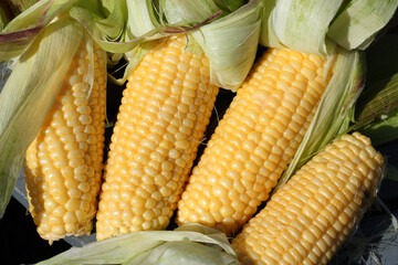 Close up of yellow ripe sweetcorn cobs. Freshly harvested in the Summertime.