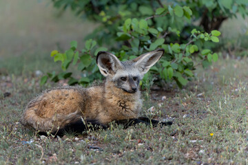 Bat eared fox (Otocyon megalotis) adult hanging around the den in Mashatu Game Reserve in the Tuli Block in Botswana