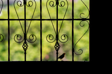 wrought iron fence with gate