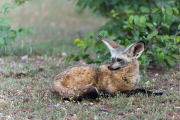 Bat eared fox (Otocyon megalotis) adult hanging around the den in Mashatu Game Reserve in the Tuli Block in Botswana