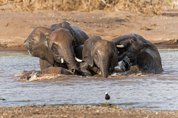 Elephant bulls playing and taking a bath in a river in Mashatu Game Reserve in the Tuli Block in Botswana.