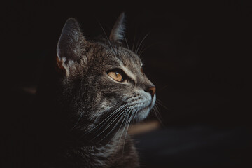 Elegant Cat Portrait, Elegant Cat Portrait,Whiskers and Paws, Graceful Cat Pose, The Eyes Have It, Inquisitive Kitty, Sleek and Sophisticated, Regal Cat Portrait, black background, Elegant and Enchant