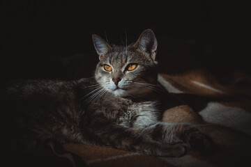 Elegant Cat Portrait, Elegant Cat Portrait,Whiskers and Paws, Graceful Cat Pose, The Eyes Have It, Inquisitive Kitty, Sleek and Sophisticated, Regal Cat Portrait, black background, Elegant and Enchant