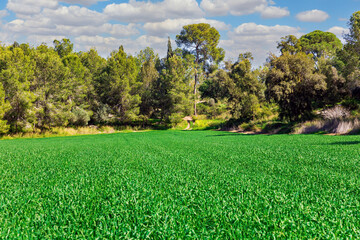 Big edge of the forest