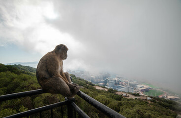 meditating monkey watching the landscape