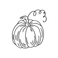 Pumpkin. Hand drawn vector illustration in doodle style. Black and white image of vegetables.