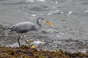Western Reef Heron on seaside rock