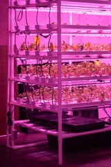 Indoor vertical grow racks full of greens. Beet microgreens growing hydroponically without soil under LED grow lights. Hydroponic gardening and vertical farming technology concept 