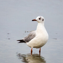 Brown-headed Gull on beach