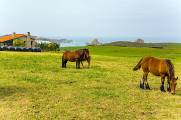 Two horses and a foal