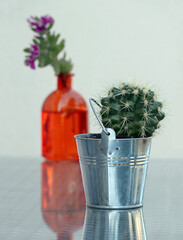 Still life with decorative cactus in the tin flower pot and flowering myrtle-leaf milkwort branch in the small bottle. Selective soft focus. - 601974981