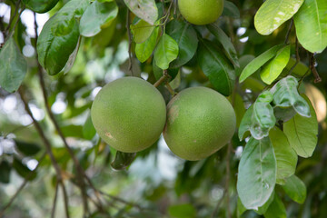 Green Pomelo (Citrus grandis) Pomelos are the largest fruit oranges. These fruits have vitamin c and are relatively disease resistant
