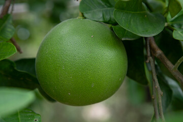 Green Pomelo (Citrus grandis) Pomelos are the largest fruit oranges. These fruits have vitamin c and are relatively disease resistant