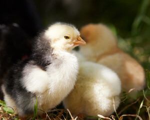 Young newborn chicken in a nest