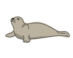 Sea seal, hand drawn vector cartoon