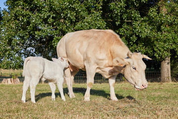 White cow and calf drinking from udder