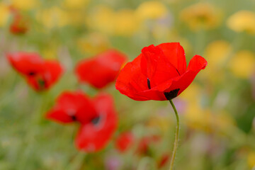 red poppy in the field, blurred red and yellow flowers on background, lover point of view, closeup 