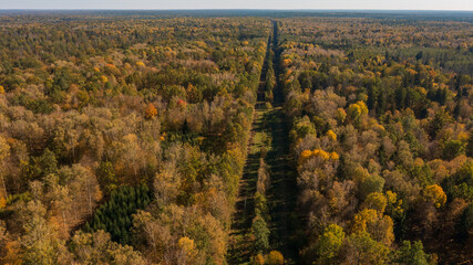 Polish part of Bialowieza Forest to east