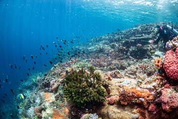 Naklejka na ściany i meble Bunte Unterwasserlandschaft im Komodo Nationalpark - Flores Indonesien