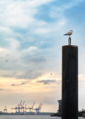Seagull sitting in th front of container terminal