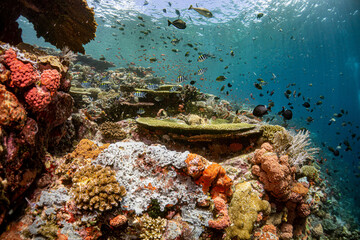 Bunte Unterwasserlandschaft im Komodo Nationalpark - Flores Indonesien