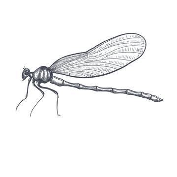 dragonfly black and white sketch with delicate wings vector illustration black and white sketch