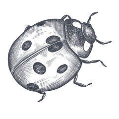 Hand Drawn Ladybug Sketch Symbol. Vector Ladybird Element In Trendy Style.
