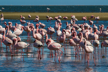 Obraz premium Pink flamingos on a sunny beach at Walvis Bay, Namibia, Africa