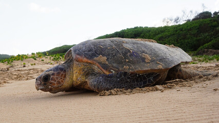 turtle on the beach