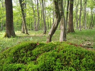 the moss in the foreground of the photo was photographed in the forest