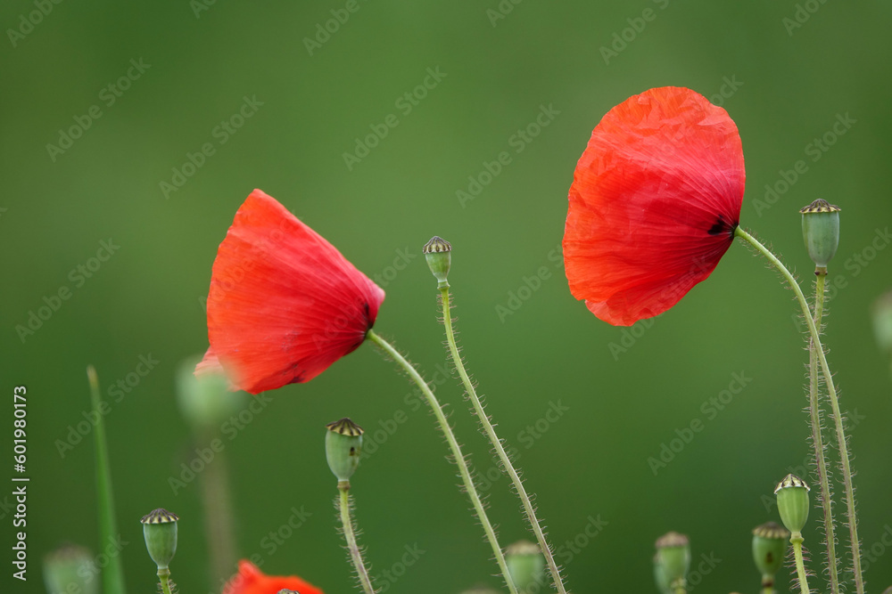 Sticker klatschmohn