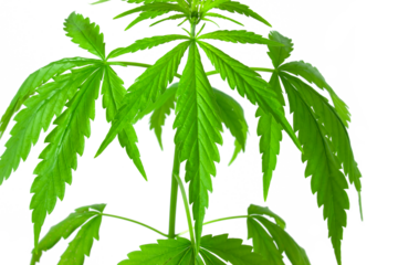 Cannabis bush isolated on white background