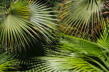 Palm Trees Pattern in the Park