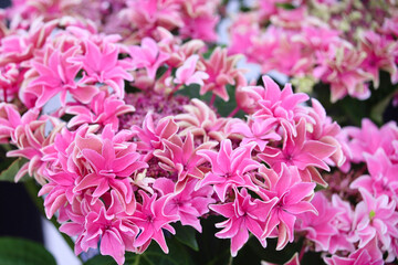 Obraz premium 紫陽花 月虹