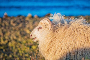 Sheeps at the icelandic coast