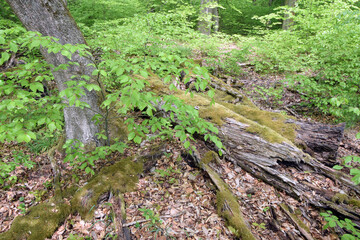 Totholz in einem Wald