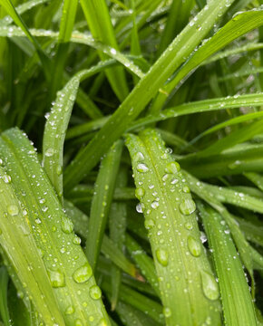 grass with water drops, close-up photography, water drops on grass