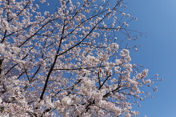 大阪桜