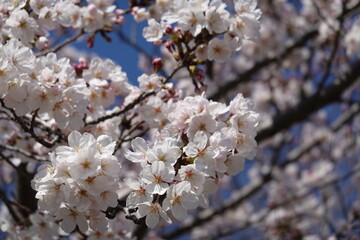 大阪桜