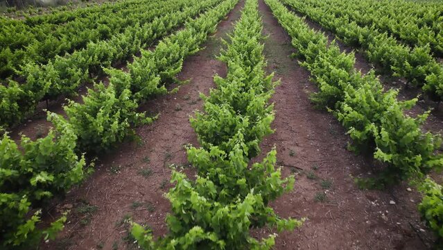 A drone shot of a green vineyard of young vines growing in rows
