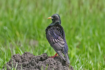 An adult common starling in breeding plumage is shot close-up walking through the bright green grass